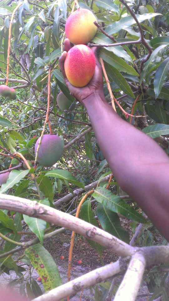 Ripe & Rolling Mango Package